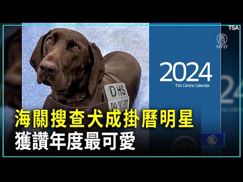 輕鬆一刻：海關搜查犬成掛歷明星 獲贊年度最可愛｜ #新唐人新聞精選