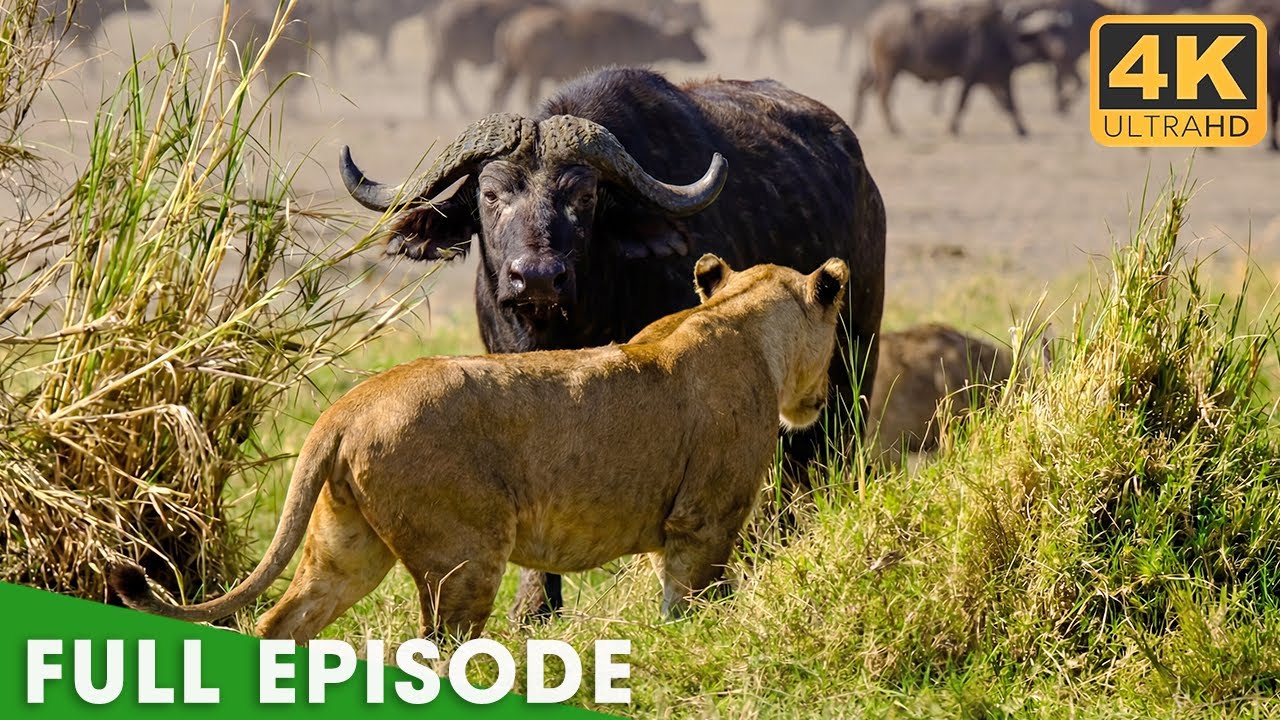 AFRICAN SAVANNAH | Territory of the World’s Most Predators | Nature Animal Documentary