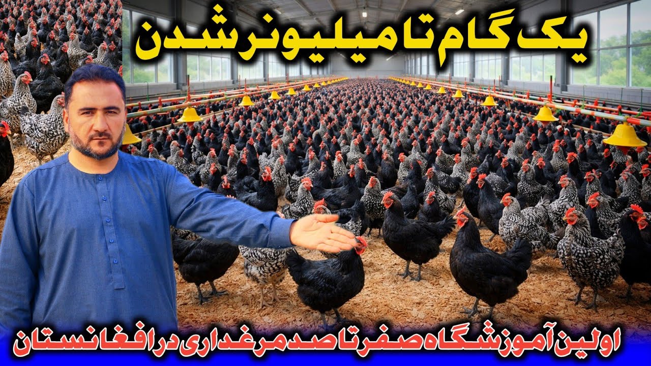 با کمترین پول میلیونر شوید| اولین آموزشگاه صفر تا صد مرغداری در افغانستان| شروع تجارت با 5000 افغانی