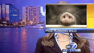 Funniest Animals News Bloopers Funny Pets