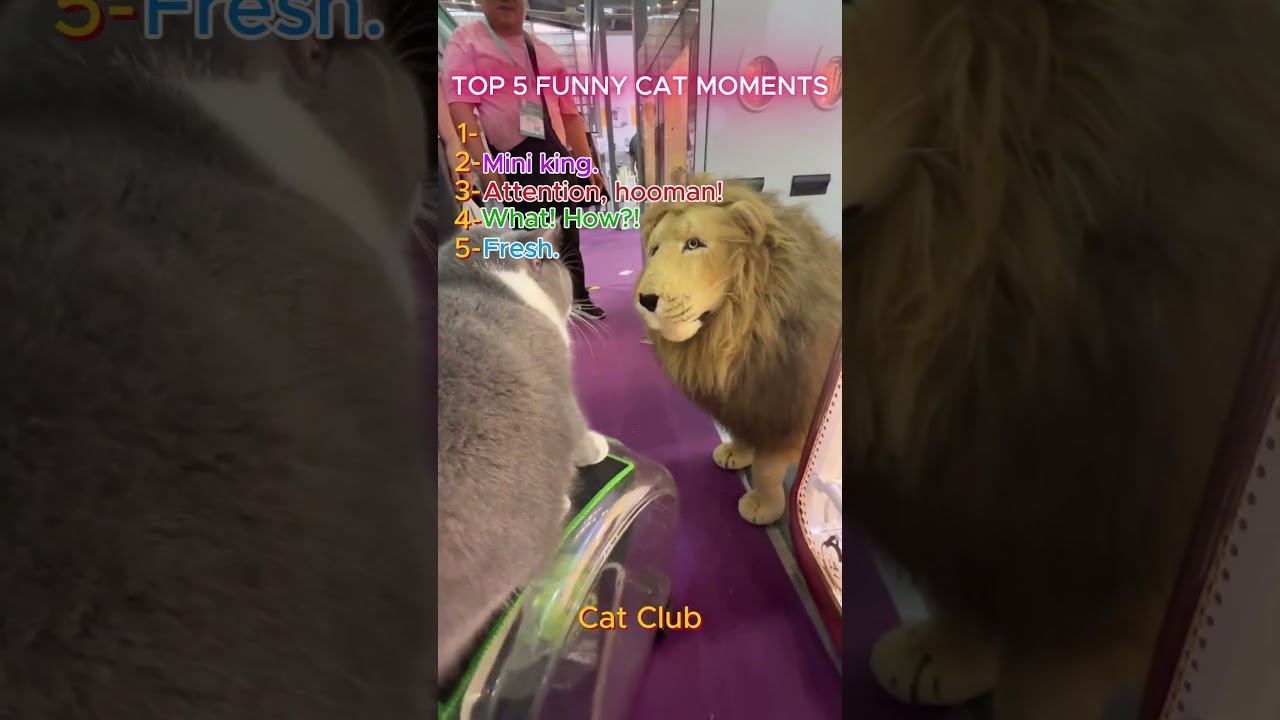 TOP 5 FUNNY CAT MOMENTS!! 🤣🤣🤣 #catvideos #funnycats #cutecats #memes #pets #cat #funny #cute #kitten