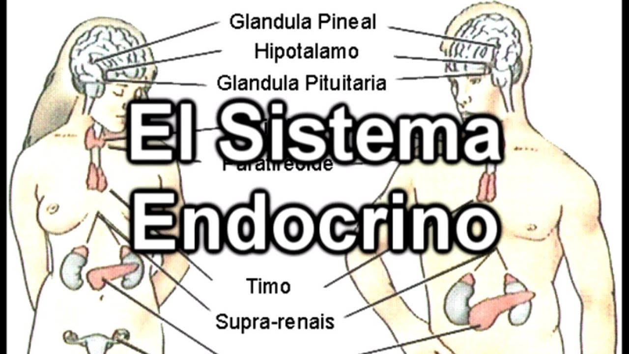 Que te hace un endocrino en la primera consulta