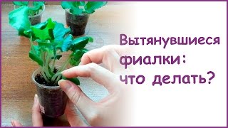 Вытянувшиеся фиалки: что делать?(Что делать, если ваша фиалка вытянулась? более яркий свет не помогает ей расправиться, т.к. растение уже..., 2015-10-24T23:46:40.000Z)