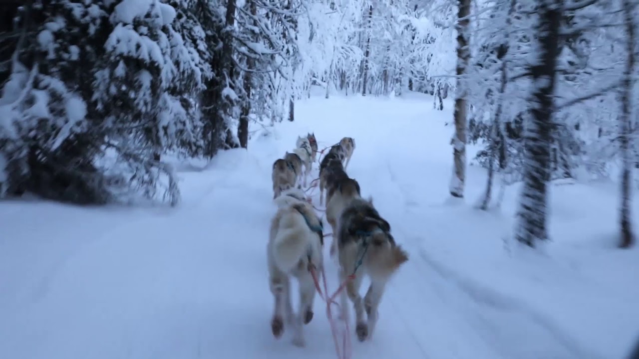 ボルテージ上がった フィンランド凍てつく世界をハスキー犬のそりで疾走 Youtube