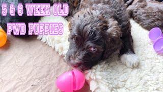 Portuguese Water Dog Puppies, 5 & 6 weeks old! The Disney Royal & Gemstone litters