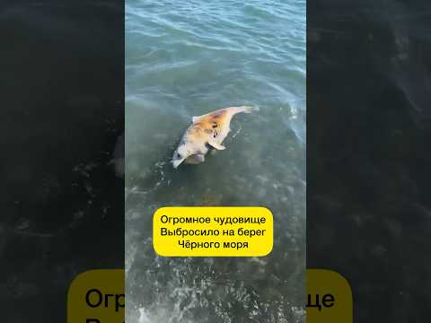 Видео: Имеет самое большое морское побережье?