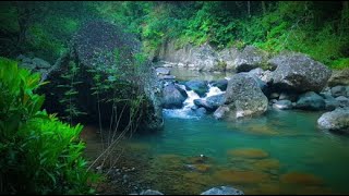 Nature Riiver Fores With River Nature Sounds For Sleeping - meditation - Stress Relief - Study
