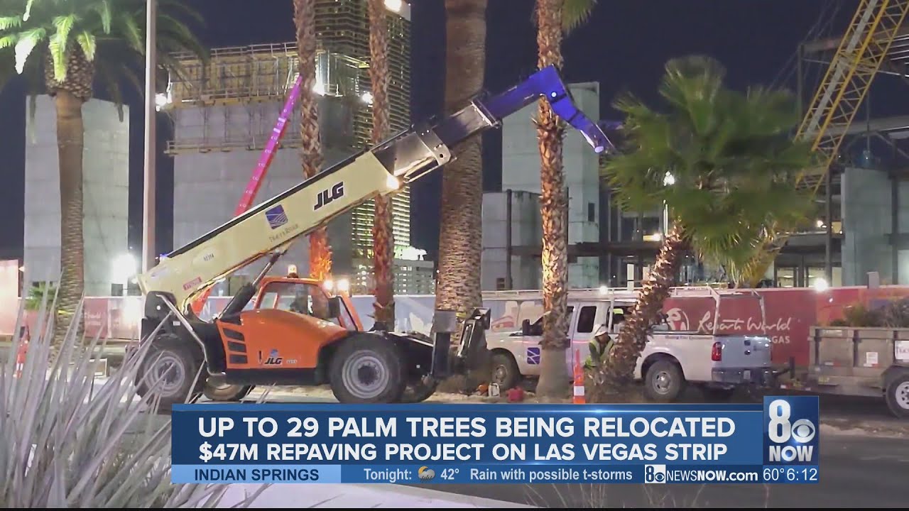 Vegas, removal palm Orlando FL tree las