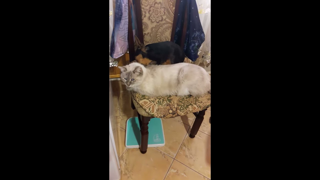 любовь между собакой и кошкой
