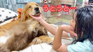 娘とのまったり時間が幸せすぎる大型犬クッキー【ゴールデンレトリバーとミニチュアダックスフンド】