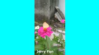 Happy Smiles - Beautiful Butterfly 2020 - The Honey - Seeker From Flowers