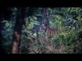 Tiger uses a storm to hunt Stag - The Hunt: Episode 3 preview - BBC One