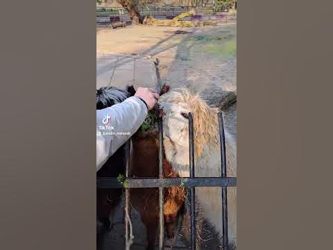 ЗЕЛЕНА ТРАВИЧКА - YouTube