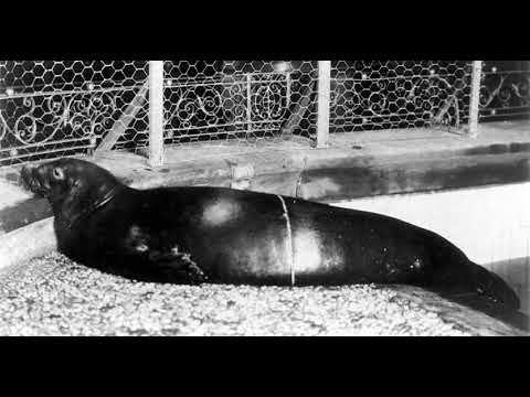 Caribbean monk seal | Wikipedia audio article