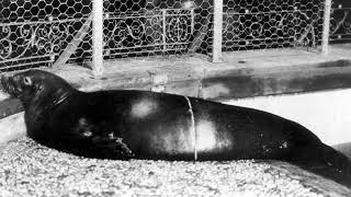 Caribbean monk seal | Wikipedia audio article