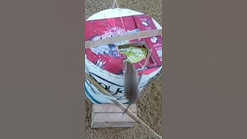 Easy Bucket Pain Mouse Trap | DIY Homemade Part 01