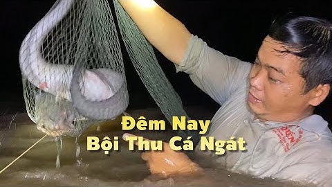 3h Sáng Ra Sông Hậu Bắt Cá Ngát Về Nấu Lẩu Mắm Anh Em Hội Ngộ Quá Vui | Cù Lao Dung Vlogs #700