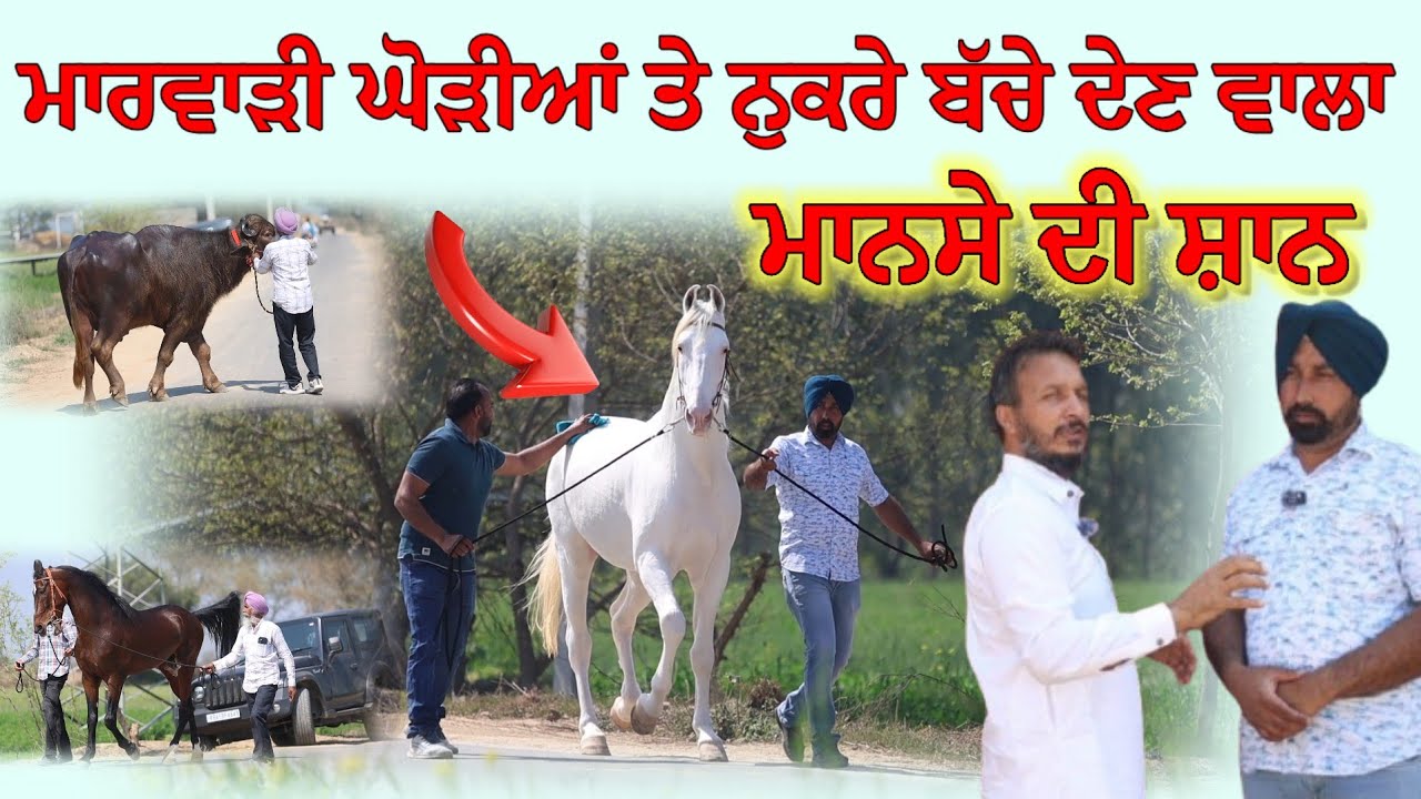 ⁣ਮਾਨਸੇ ਦੀ ਸ਼ਾਨ ਮਾਰਵਾੜੀ ਘੋੜੀਆਂ ਤੇ ਵੀ ਨੁਕਰੇ ਬੱਚੇ ਪੈਦਾ ਕਰਨ ਵਾਲ਼ਾ ਸ਼ਾਨਦਾਰ ਘੋੜਾ 