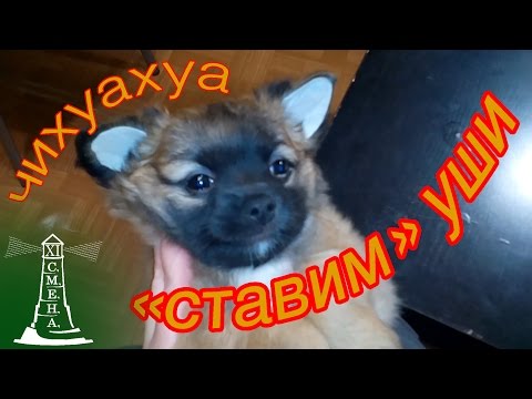 ставим уши чихуахуа (raise ears chihuahua) ставим уши чихуахуа (raise ears chihuahua)