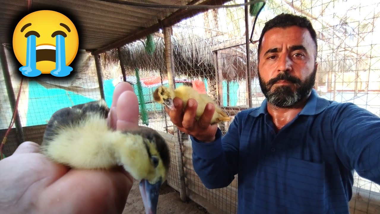 The Rise and Fall of Batakh Ka Bacha | Duck Baby no more - YouTube
