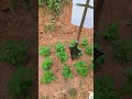 This small tool can easily spread the fertilizer into the soil.