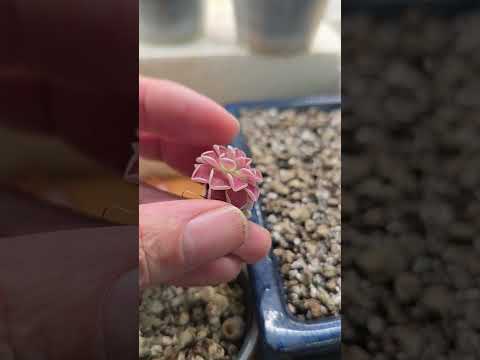 the really neat carnivorous pinguicula plants !!
