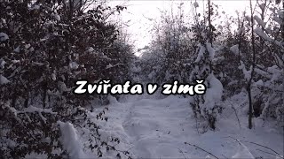 Zvířata v zimě, Animals in winter