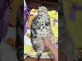 #кот #cutecat #catshorts