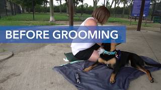 How to Groom Pet Nails With The Dremel PawControl Pet Nail Grooming Kit