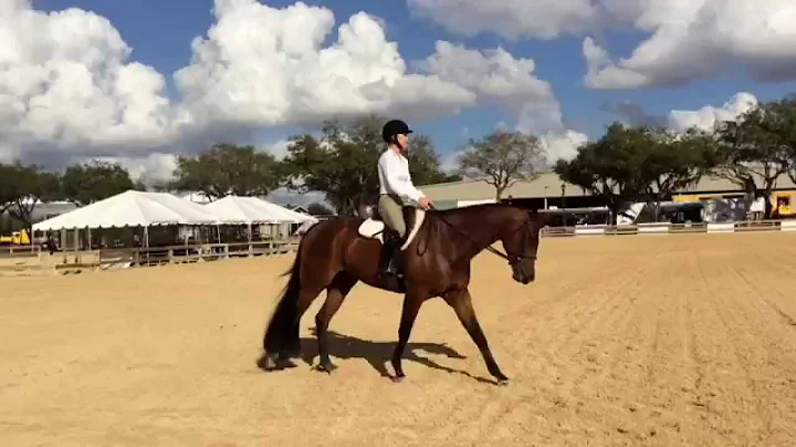 Ride the Pattern Hunt Seat Equitation Part 3