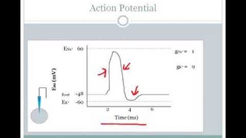 SJSU Neurophysiology - Lecture 3 - The Action Potential