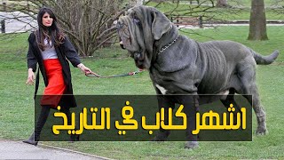 بالأونطه - بس متقولش كلاب..أشهر 5 كلاب دخلت التاريخ