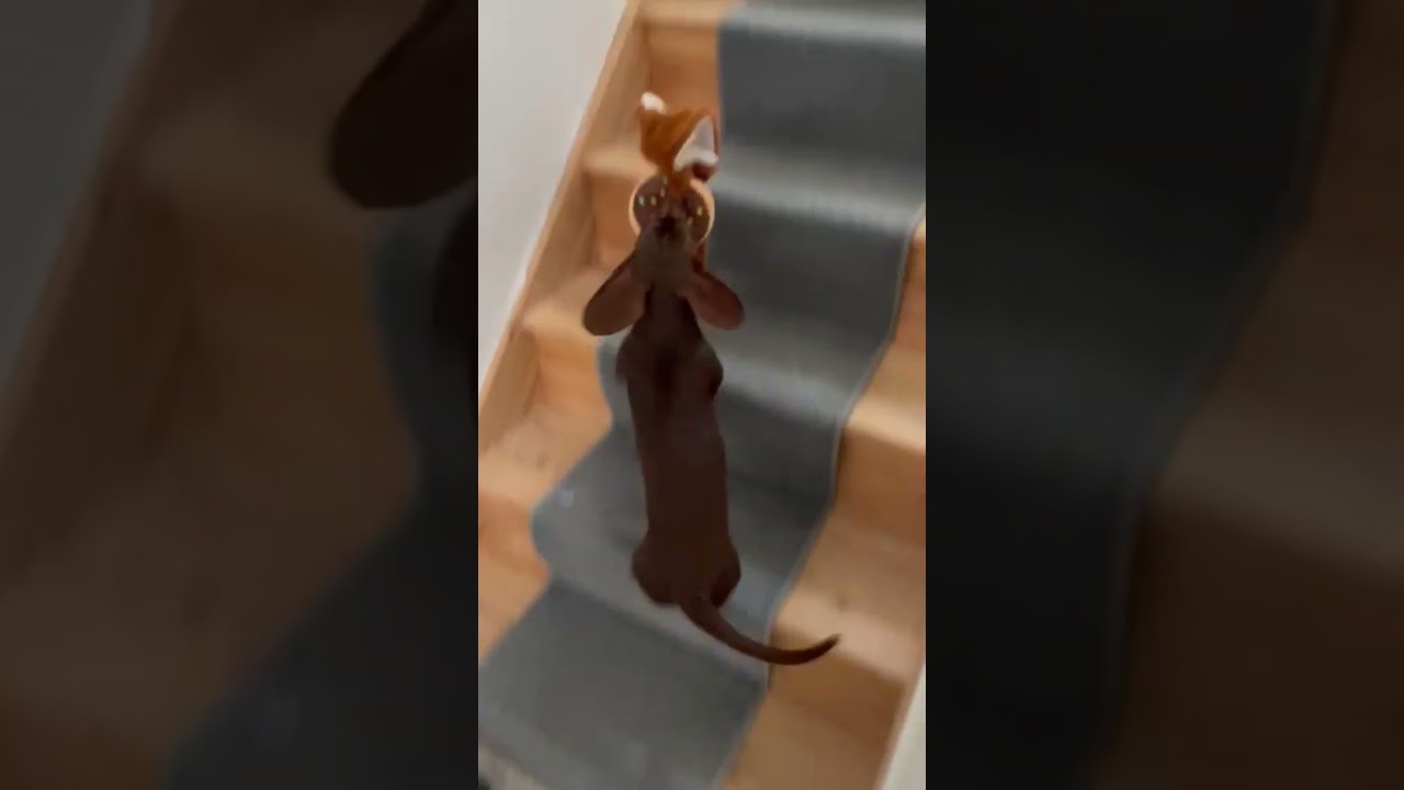 Sausage Dog's Stairway To Success🐶😵 #shorts