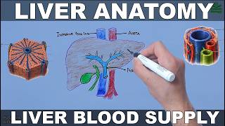 Liver Anatomy and Blood Supply