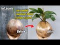 CARA MEMBUAT BONSAI KELAPA ORIGINAL DENGAN MUDAH ⁉️ How To Make Original Coconut Bonsai With Easy