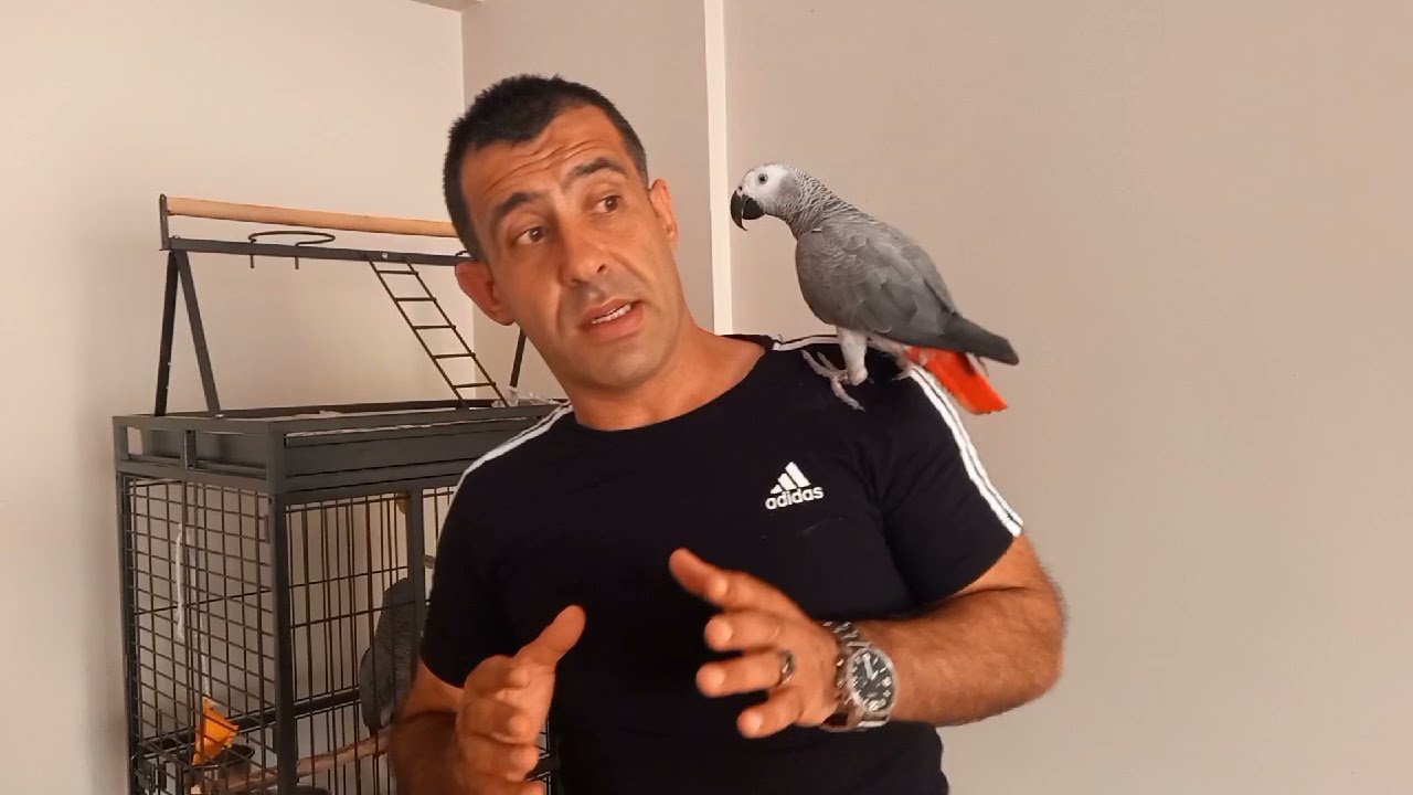 Jako papağan besleme ve büyütme