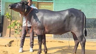 👍147010 की सुपर#स्टार👌Murrah कटडी#9812158812 Ahlawat Dairy Farm 🙏 