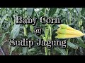 Tips  cara kenalpasti baby corn  cara memetik baby corn