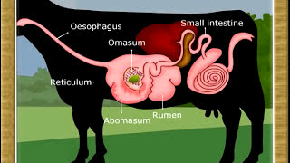 Life Process:-Digestion in Ruminants-07