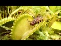 نبات الديونيا ” Dionaea”