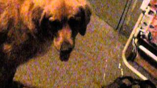 Dog attacking bubbles