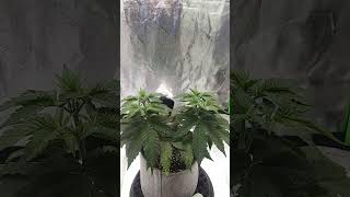 Mainlining for Colas Episode 3 Third Toppings!  @ilgm @foop @comanchecompost