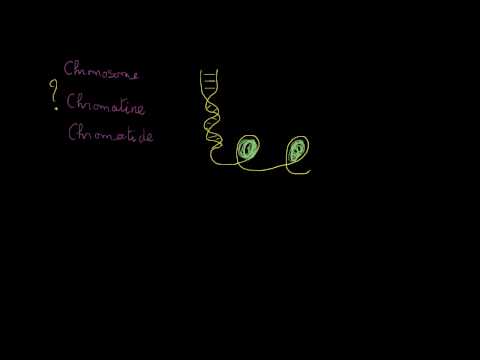 Vidéo: Où les chromatides sœurs identiques sont-elles connectées ?
