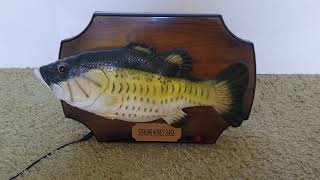 Singing Honey Bass (reupload)