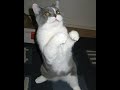 😺 Now I’ll teach you how to fight! 🐈 Funny video with cats and kittens! 😸