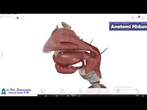 Video: Anatomi Hidung, Fungsi & Diagram - Peta Tubuh