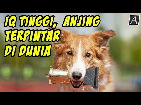 Video: Canine IQ: Seberapa Cerdas Anjing Anda?