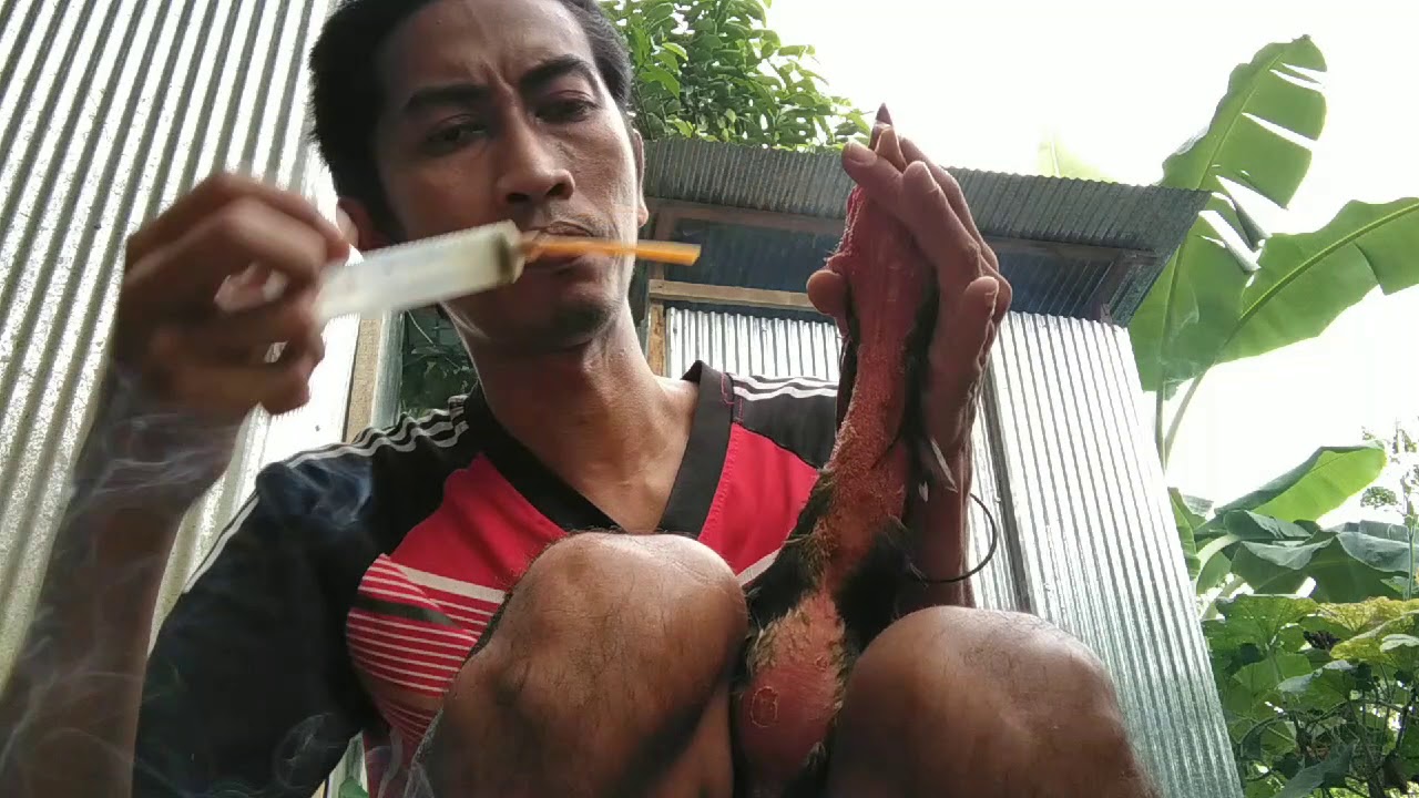cara mengobati ayam tidak turun talih atau temboloknya