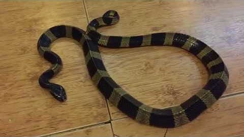 [Vietnamese] Rắn cạp nong cực độc | Xử lý rắn độc bằng dụng cụ tiêu chuẩn chuyên dụng