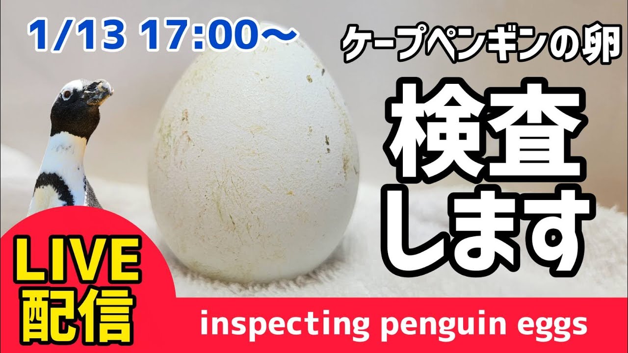 LIVE配信】ペンギンの卵を検卵します！【劇団ペンターズ】＃ペンギン